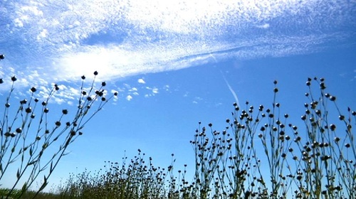 nature-jpg