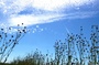nature-jpg