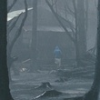 dans-la-foret-jpg