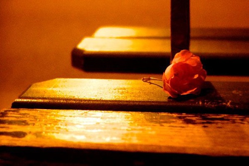 rose-jpg