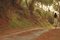 dans-la-foret-jpg