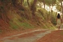 dans-la-foret-jpg