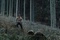 dans-la-foret-franck-falise-pour-la-fin-du-silence-jpg