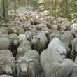 un-troupeau-de-mouton-film-sweetgrass-jpg