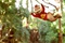 alvin-dans-les-branches-alvin-et-les-chipmunks-3-jpg