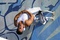 mark-wahlberg-tete-en-bas-jpg