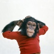 singe-nim-jpg