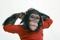 singe-nim-jpg