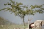 film-a-travers-les-branches-d-un-arbre-jpg