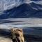 film-de-marianne-chaud-jpg - Himalaya, terre des femmes 