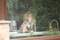 brochu-evelyne-jpg