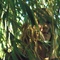 kiberlain-sandrine-jpg - L'oiseau 
