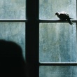 l-oiseau-jpg