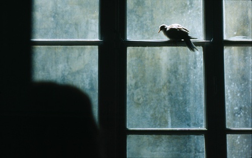 l-oiseau-jpg