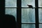 l-oiseau-jpg