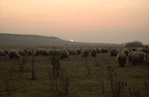 moutons-hors-des-sentiers-battus-jpg