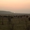 moutons-hors-des-sentiers-battus-jpg - Hors des sentiers battus 