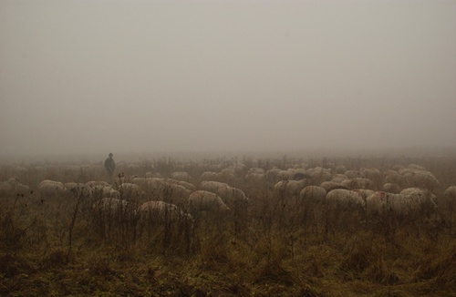 troupeau-hors-des-sentiers-battus-jpg