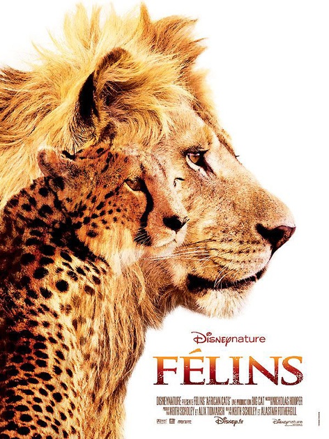Affiche du film Félins 