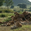 des-lionnes-jpg