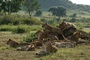 des-lionnes-jpg