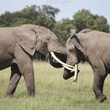 deux-elephants-jpg