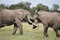 deux-elephants-jpg