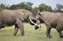 deux-elephants-jpg