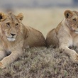 deux-lionnes-jpg