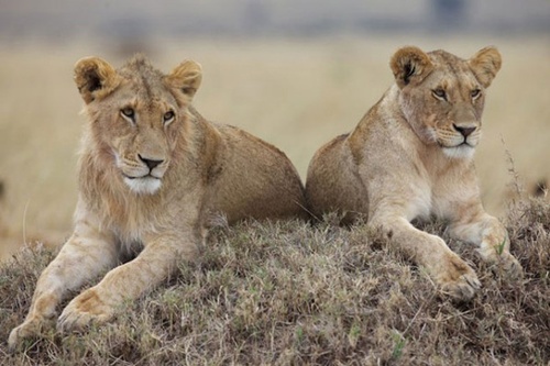 deux-lionnes-jpg
