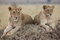 deux-lionnes-jpg