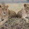 deux-lionnes-jpg - Félins 