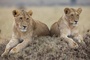 deux-lionnes-jpg