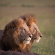 deux-lions-jpg