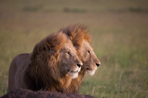 deux-lions-jpg