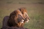 deux-lions-jpg