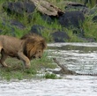 lion-vs-crocodile-jpg