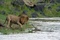 lion-vs-crocodile-jpg