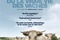 Affiche du film Bovines 