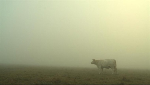 photo-2-du-film-bovines-jpg