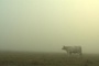 photo-2-du-film-bovines-jpg