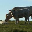photo-3-du-film-bovines-jpg
