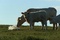photo-3-du-film-bovines-jpg