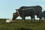 photo-3-du-film-bovines-jpg