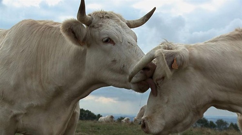 photo-du-film-bovines-jpg