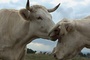 photo-du-film-bovines-jpg