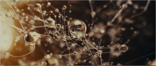 photo-5-du-film-eva-jpg
