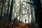 norman-dans-la-foret-jpg