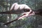 photo-7du-film-les-pterodactyles-jpg