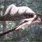 photo-7du-film-les-pterodactyles-jpg - Ptérodactyles 3D : Dans le ciel des dinosaures  
